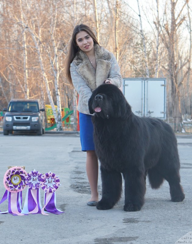 Фото: ньюфаундленд Акватория Келвин Женераль (Aquatoriya Kelvin Zheneral)