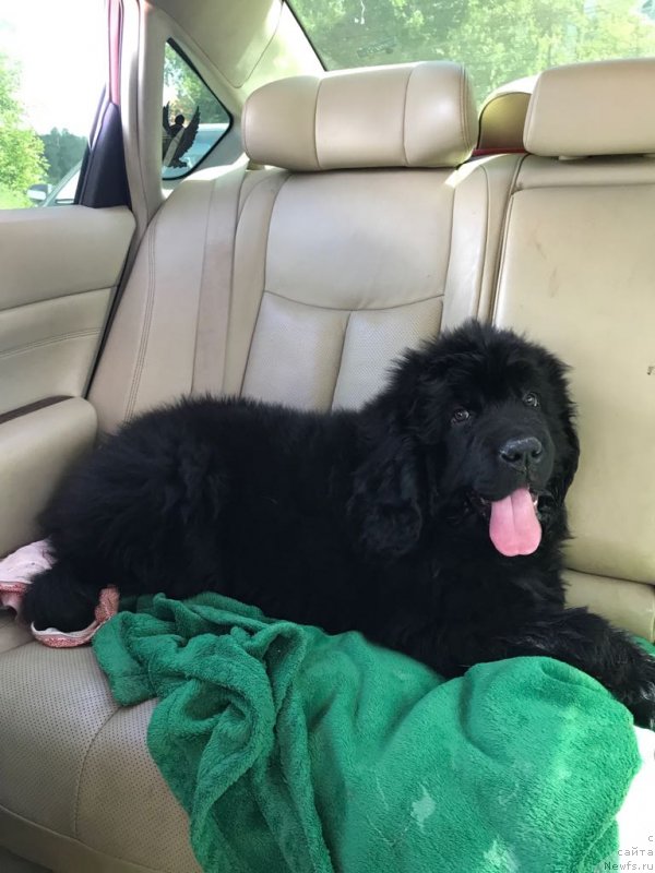 Фото: ньюфаундленд Браунблад МСК Мартин Корэйджес Гай (Brownblood MSK Martin Courageous Guy)