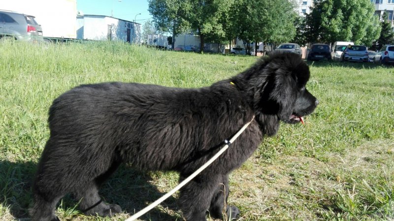 Фото: ньюфаундленд Перл оф Сиа Дипс Жизель