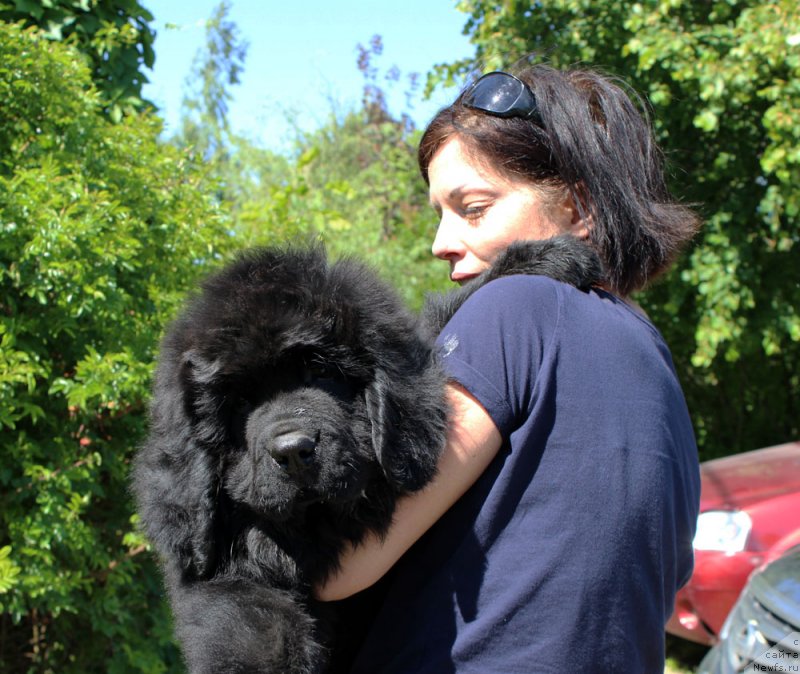 Фото: ньюфаундленд Браунблад МСК Мартин Корэйджес Гай (Brownblood MSK Martin Courageous Guy)