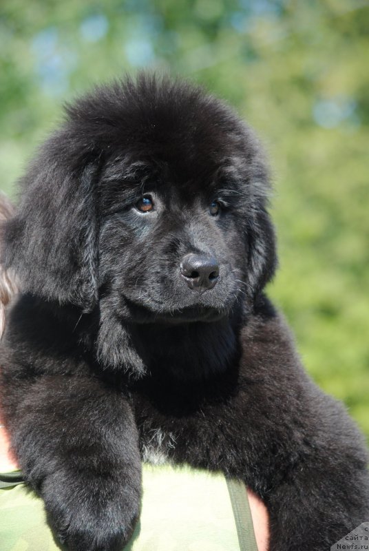 Фото: ньюфаундленд Моя Стихия Риорита