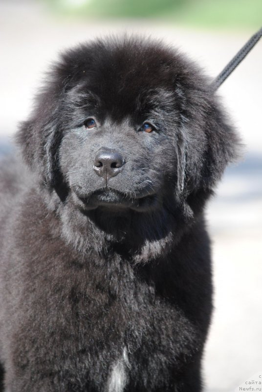 Фото: ньюфаундленд Моя Стихия Риорита