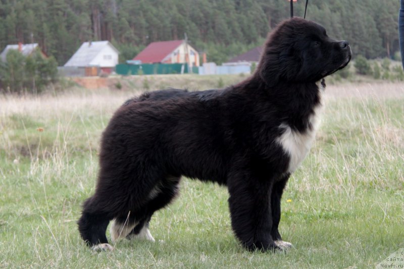 Фото: ньюфаундленд Аквиан Сонг Феличита (Akvian Song Felichita)
