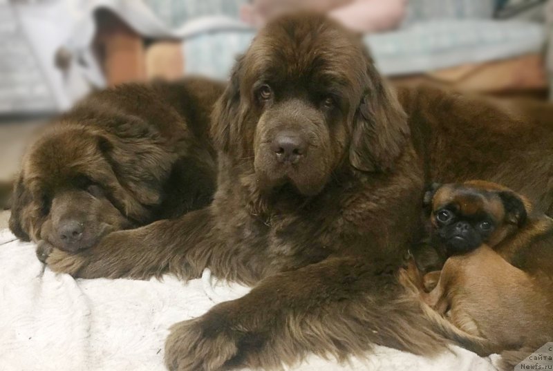 Фото: ньюфаундленд Сверкающая Гора Машаме (Sverkayuzhaya Gora Mashame), ньюфаундленд Наоми Таголири фор Браунблад (Naomi Tagoliri for Brouwnblood)