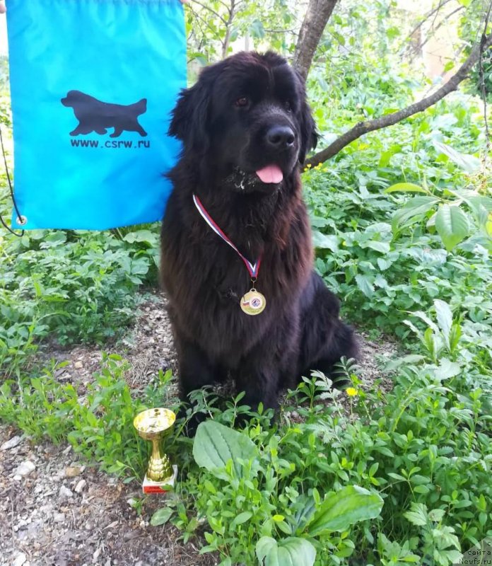 Фото: ньюфаундленд Май Френд Ньюфи Лавендэ Палм (May Frend Newfy Lavender Palm)