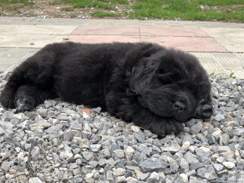 Фото: ньюфаундленд Акватория Келвин Женераль (Aquatoriya Kelvin Zheneral)