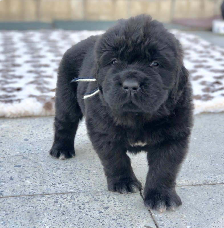 Фото: ньюфаундленд Акватория Келвин Женераль (Aquatoriya Kelvin Zheneral)