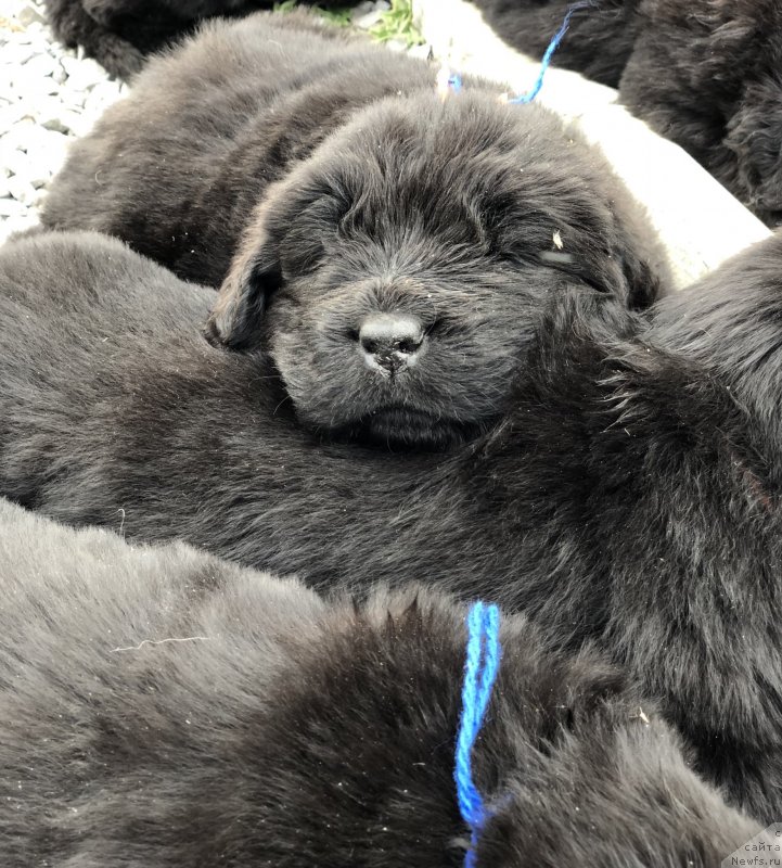 Фото: ньюфаундленд Акватория Келвин Женераль (Aquatoriya Kelvin Zheneral)