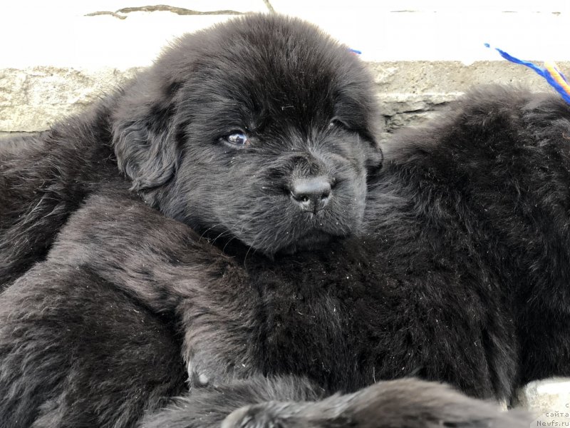 Фото: ньюфаундленд Акватория Келвин Женераль (Aquatoriya Kelvin Zheneral)