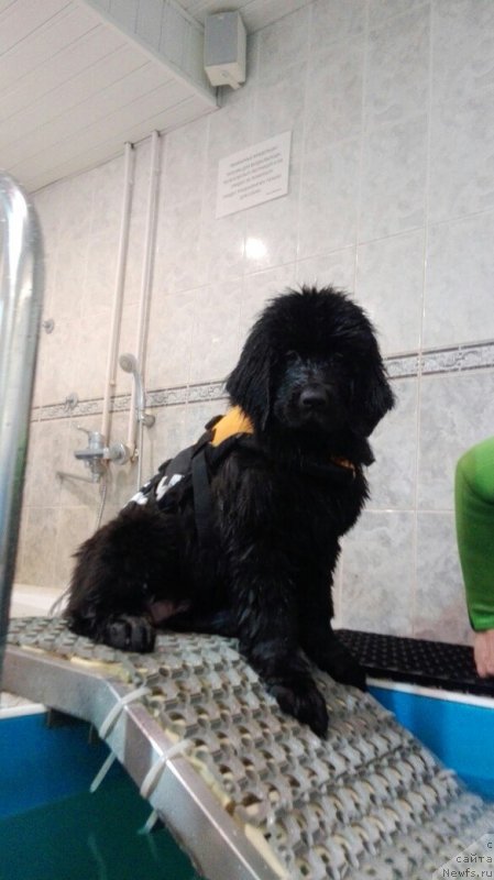 Фото: ньюфаундленд Перл оф Сиа Дипс Жизель