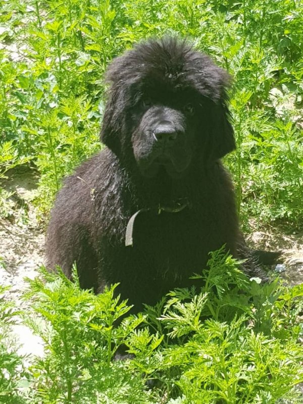 Фото: ньюфаундленд Супер Премиум Янже