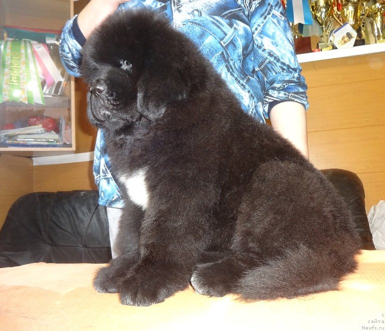 Фото: НЬЮФОРТ НикитА, ньюфаундленд Королевич Елисей от Сибирского Медведя