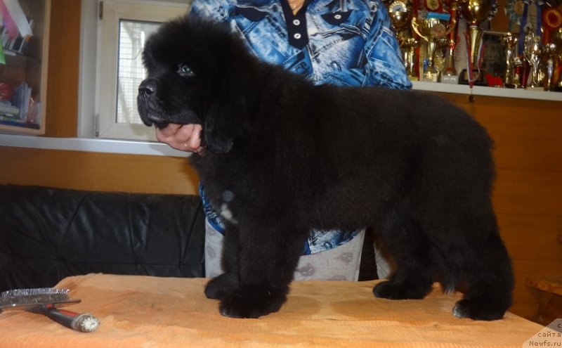 Фото: ньюфаундленд Королевич Елисей от Сибирского Медведя