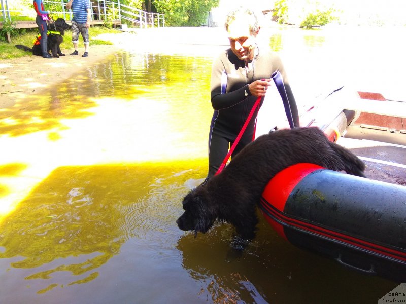 Фото: ньюфаундленд Перл оф Сиа Дипс Жизель