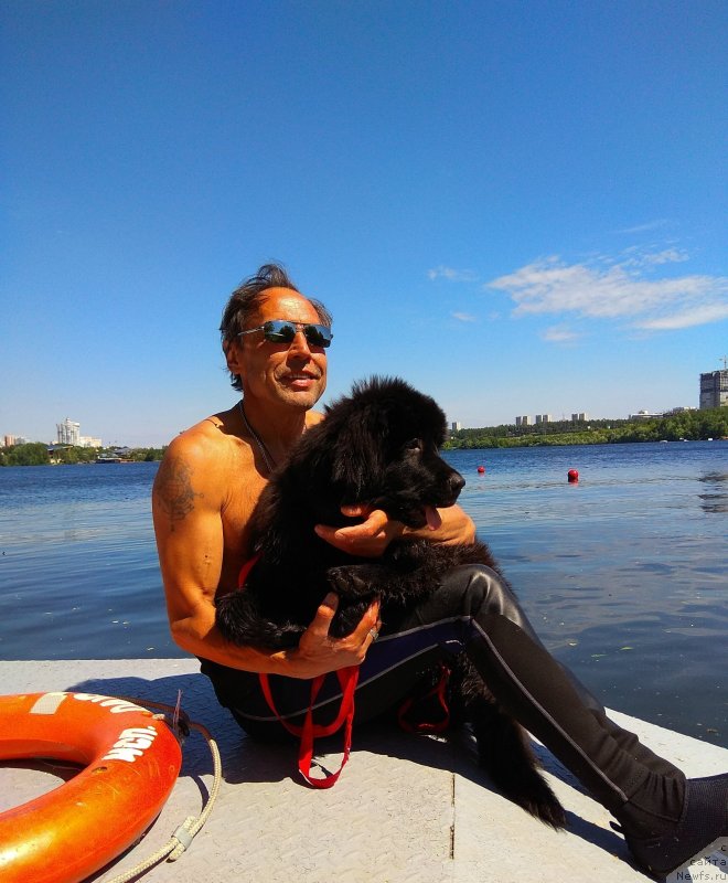 Фото: ньюфаундленд Перл оф Сиа Дипс Жизель