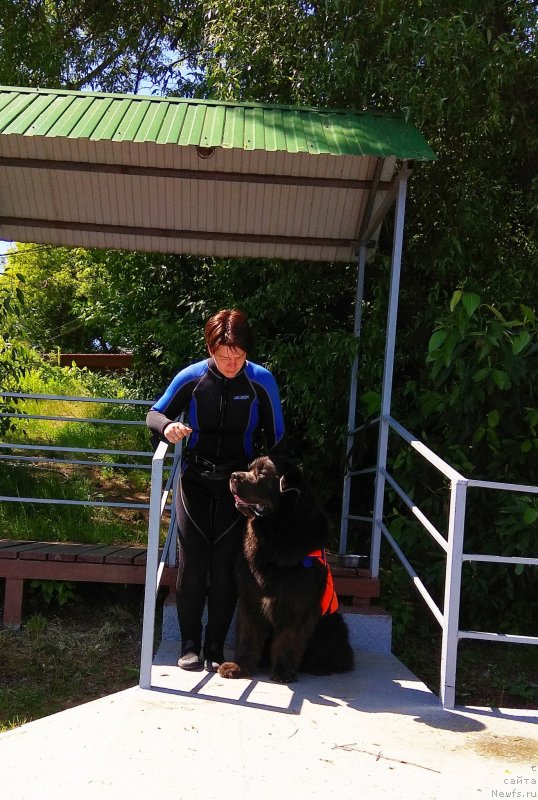 Фото: Елена Богданова, ньюфаундленд Ангел Хранитель Граффидд (Angel Khranitel Gruffidd)