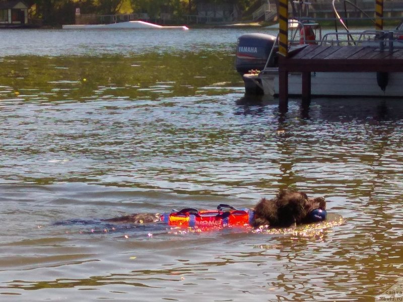 Фото: ньюфаундленд Ангел Хранитель Граффидд (Angel Khranitel Gruffidd)