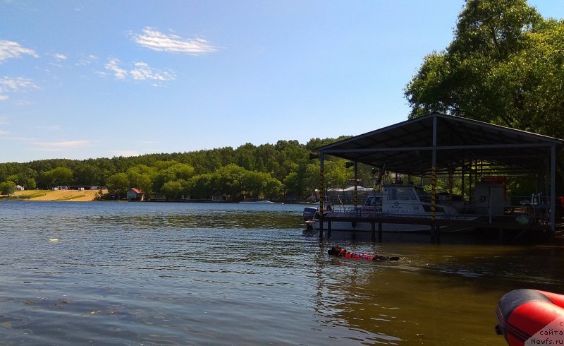 Фото: ньюфаундленд Ньюфорт Аманда Блум (Njufort Amanda Blum)