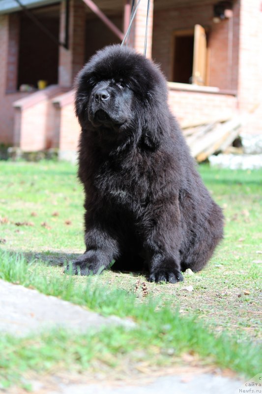 Фото: ньюфаундленд Супер Премиум Яшата но Ороти