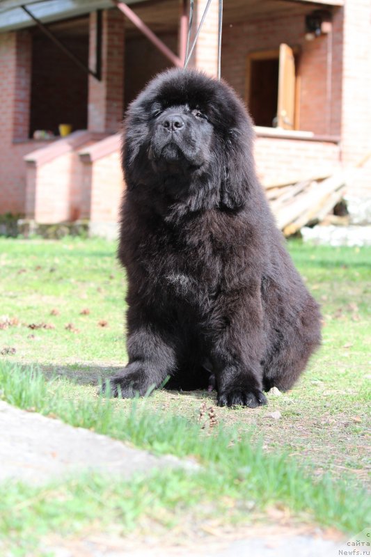 Фото: ньюфаундленд Супер Премиум Яшата но Ороти