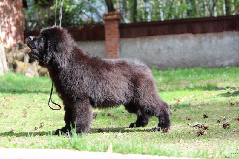 Фото: ньюфаундленд Супер Премиум Яшата но Ороти