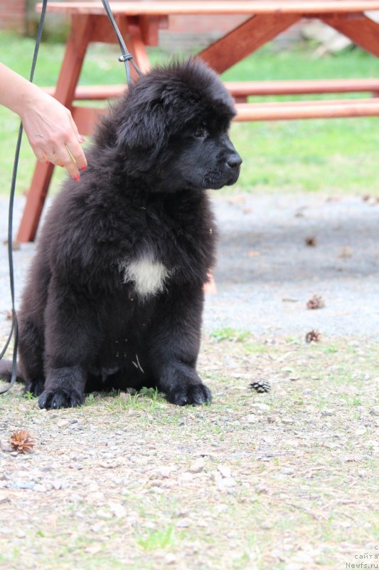 Фото: ньюфаундленд Супер Премиум Ялта (Super Premium Yalta)