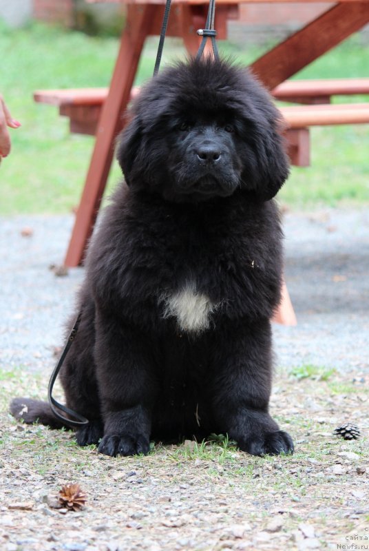 Фото: ньюфаундленд Супер Премиум Ялта (Super Premium Yalta)