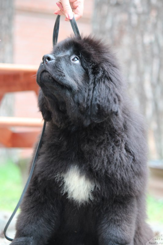 Фото: ньюфаундленд Супер Премиум Ялта (Super Premium Yalta)