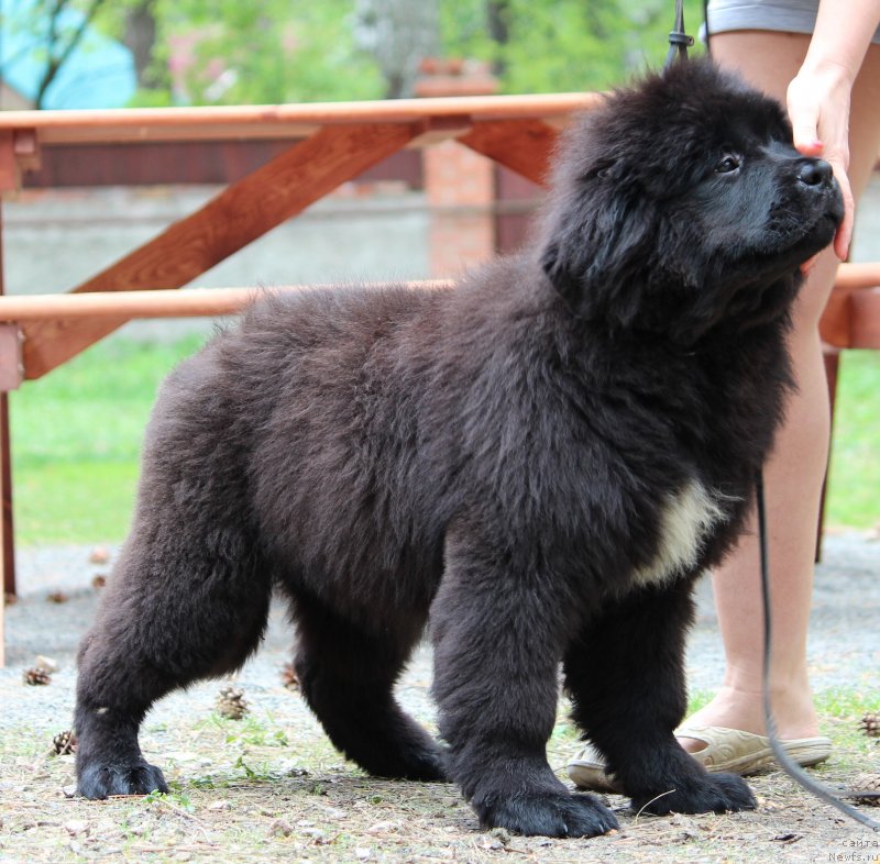 Фото: ньюфаундленд Супер Премиум Ялта (Super Premium Yalta)