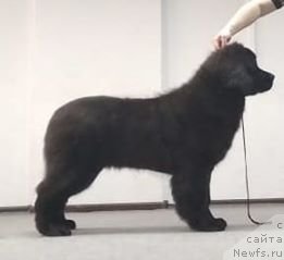 Фотография № 236128