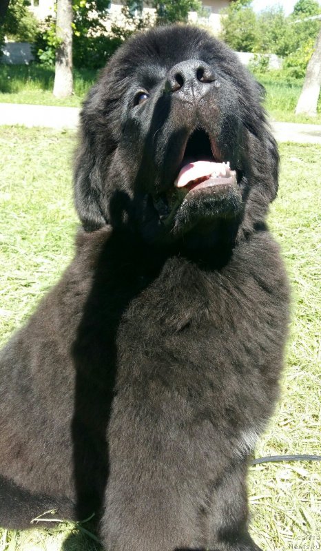 Фотография № 236145