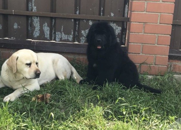 Фотография № 236158