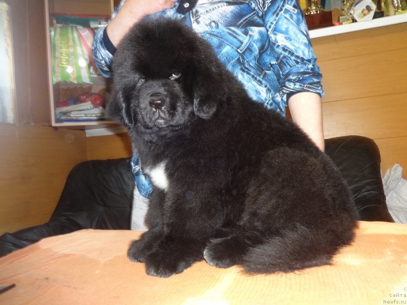 Фото: ньюфаундленд Ньюфорт Жорджия