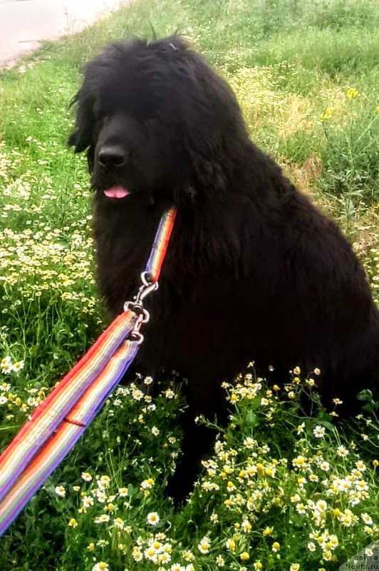 Фото: ньюфаундленд Ньюфорт Дивная Диана, ньюфаундленд Ньюфорт Дивная Диана