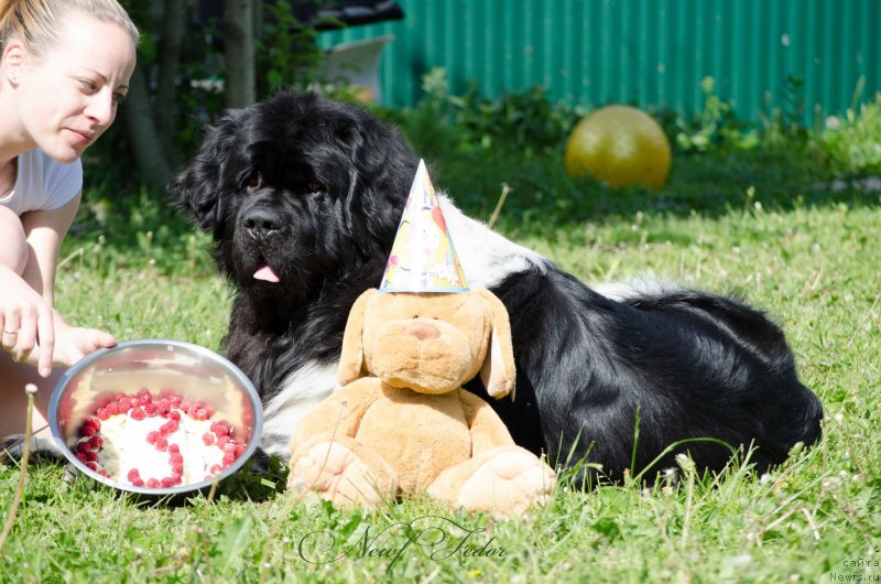 Фото: ньюфаундленд Энджелс Кипер Нибелунг (Angels Keeper Nibelung), Ольга Мартынова
