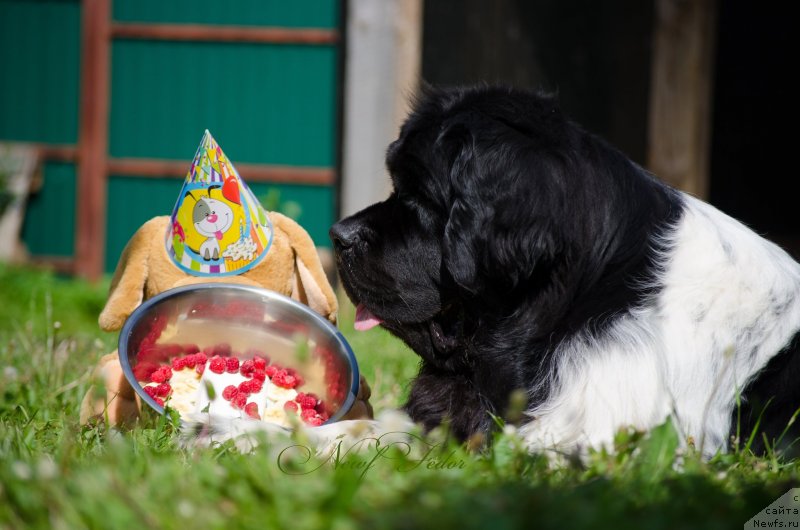 Фото: ньюфаундленд Энджелс Кипер Нибелунг (Angels Keeper Nibelung), Ольга Мартынова