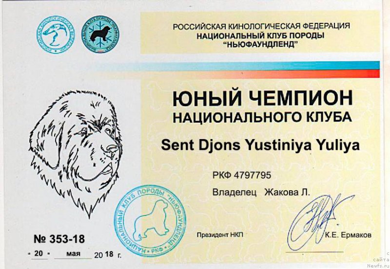 Фото: ньюфаундленд Сент Джонс Юстиния Юлия (Sent Djons Yustiniya Yuliya)