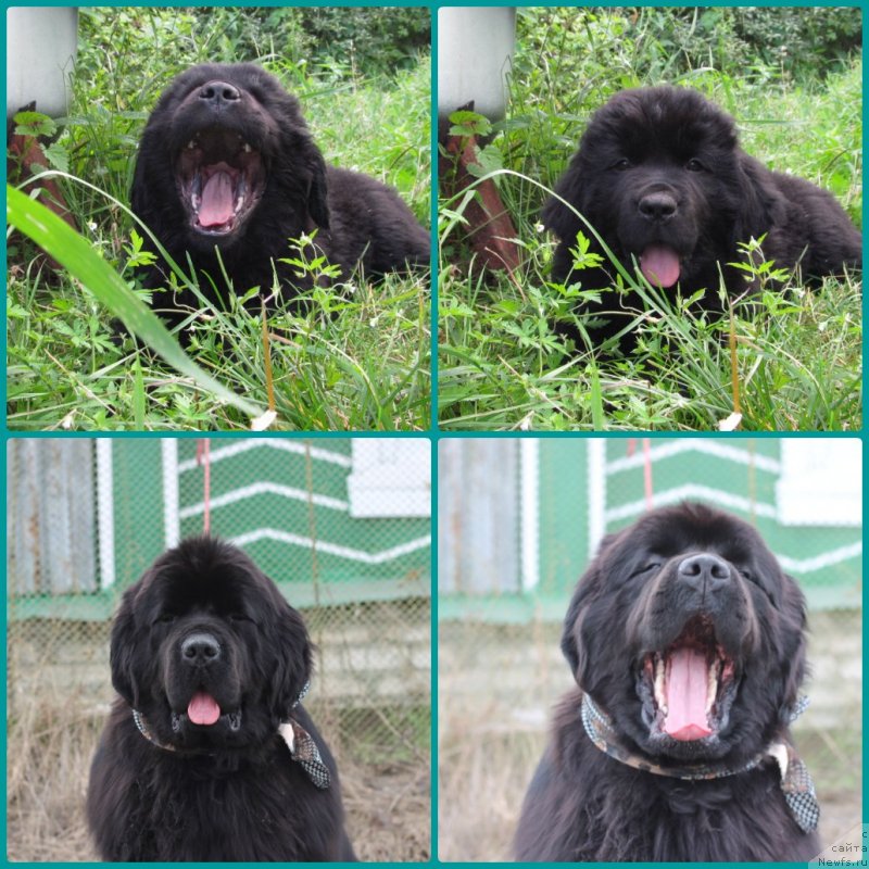 Фото: ньюфаундленд Обуш Шед Дойчленд (Obush Shed Deutschland)