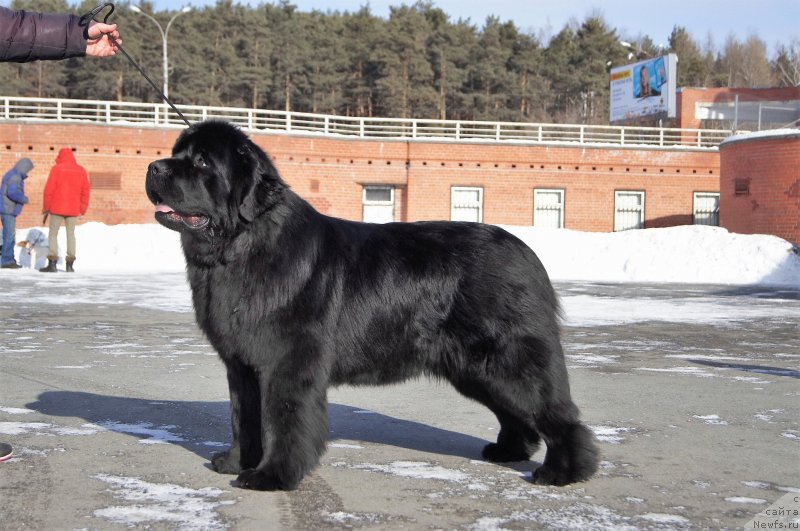 Фото: ньюфаундленд Обуш Шед Дойчленд (Obush Shed Deutschland)