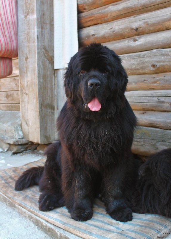 Фото: ньюфаундленд Обуш Шед Дойчленд (Obush Shed Deutschland)