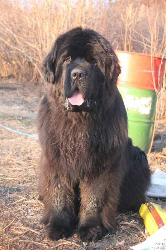 Фото: ньюфаундленд Обуш Шед Дойчленд (Obush Shed Deutschland)