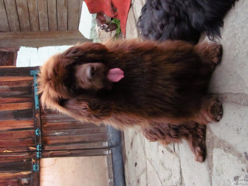 Фото: ньюфаундленд Обуш Шед Якутия (Obush Shed Yakutia)