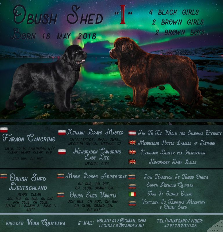 Фото: ньюфаундленд Обуш Шед Дойчленд (Obush Shed Deutschland), ньюфаундленд Faraon Cancrimo
