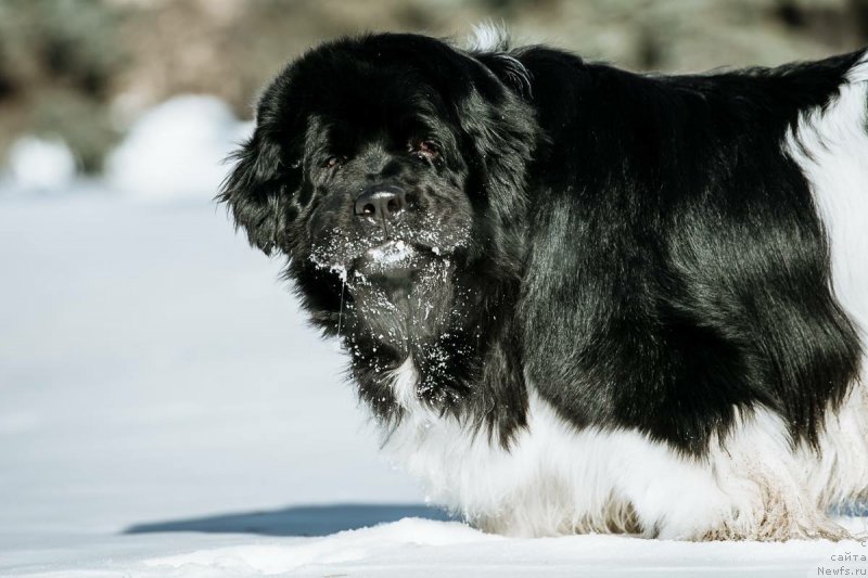 Фото: ньюфаундленд Плюшевая Панда Ферреро Ронд Нуар (Plushevaya Panda Ferrero Rond Noir)