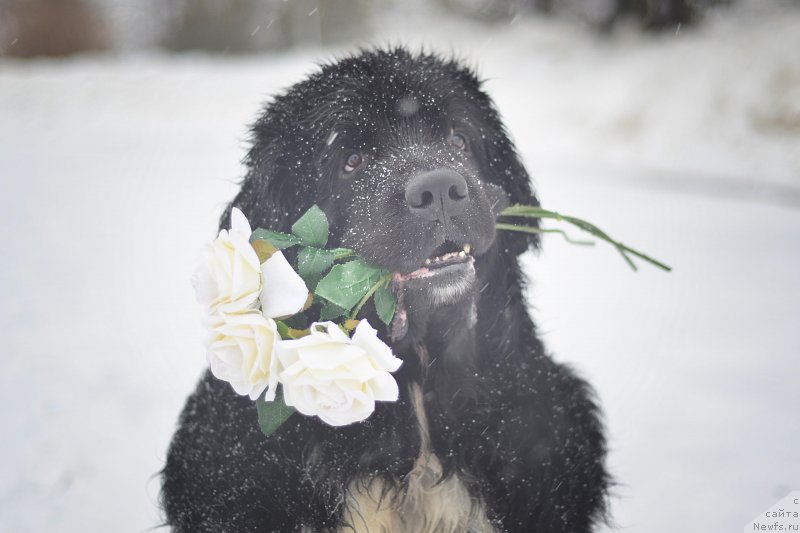 Фото: ньюфаундленд Плюшевая Панда Ферреро Ронд Нуар (Plushevaya Panda Ferrero Rond Noir)