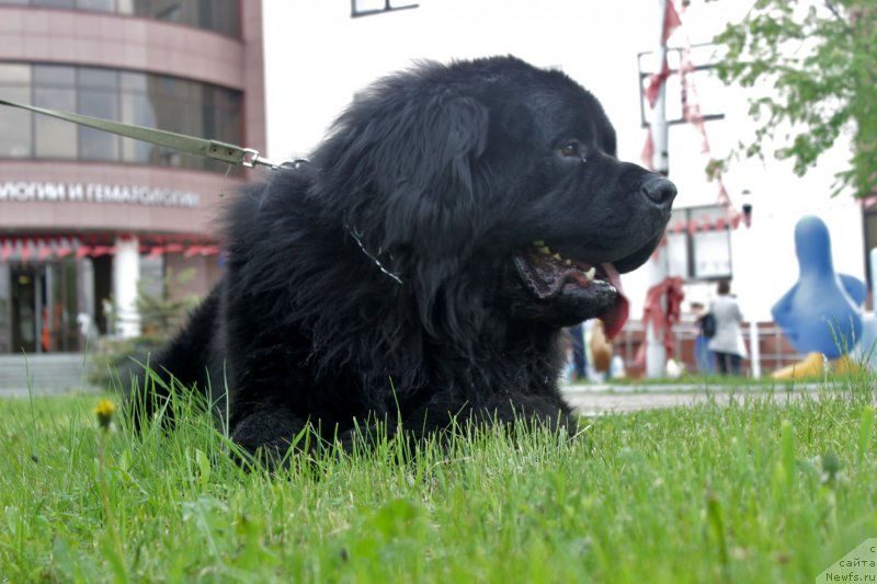 Фото: ньюфаундленд Аквиан Сонг Овер зе Юниверс