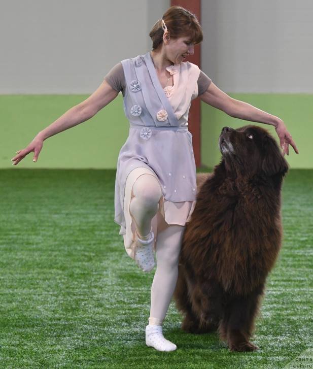 Фото: ньюфаундленд Фанньюф Глория Дей