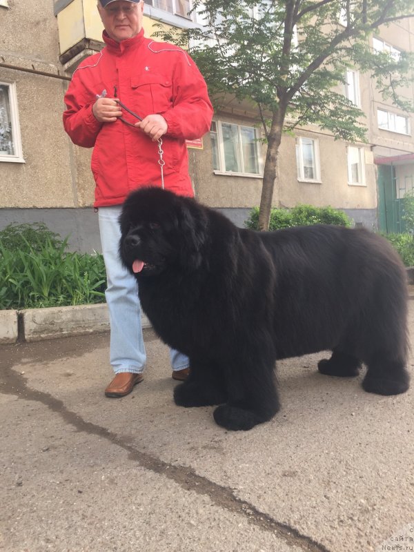 Фото: ньюфаундленд Виола Коста Лампони