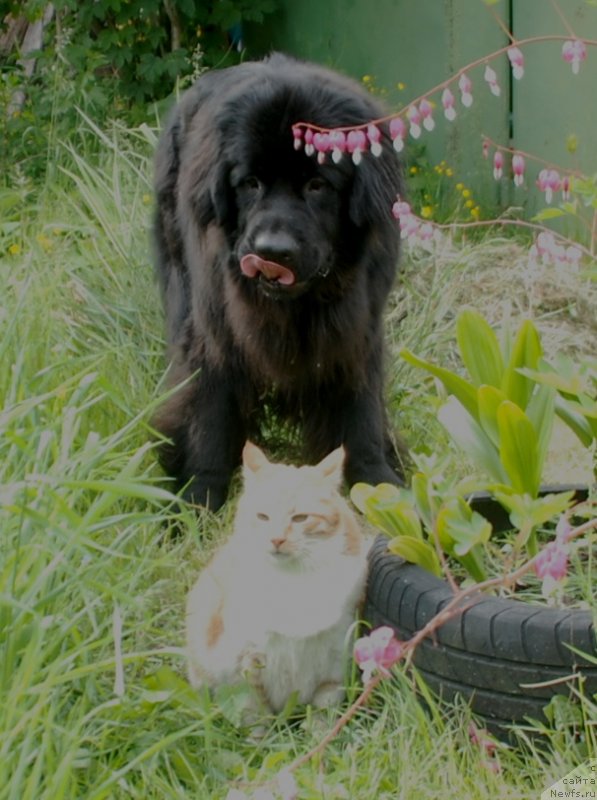 Фотография № 236366