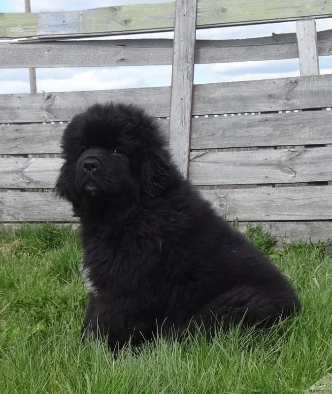 Фото: ньюфаундленд Ньюфорт Жорджия